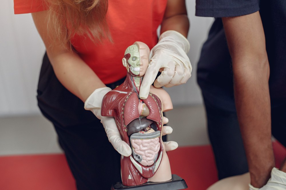 jaringan penyusun organ tubuh